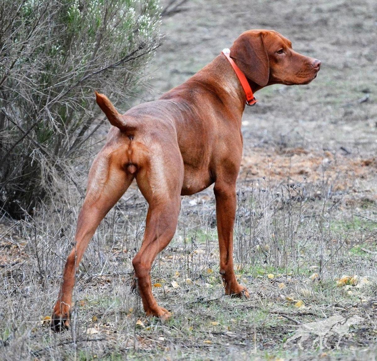 Reddog Ranch Cimarron Brea