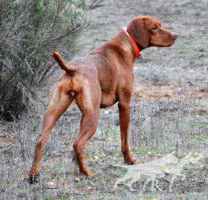 Reddog Ranch Cimarron Brea