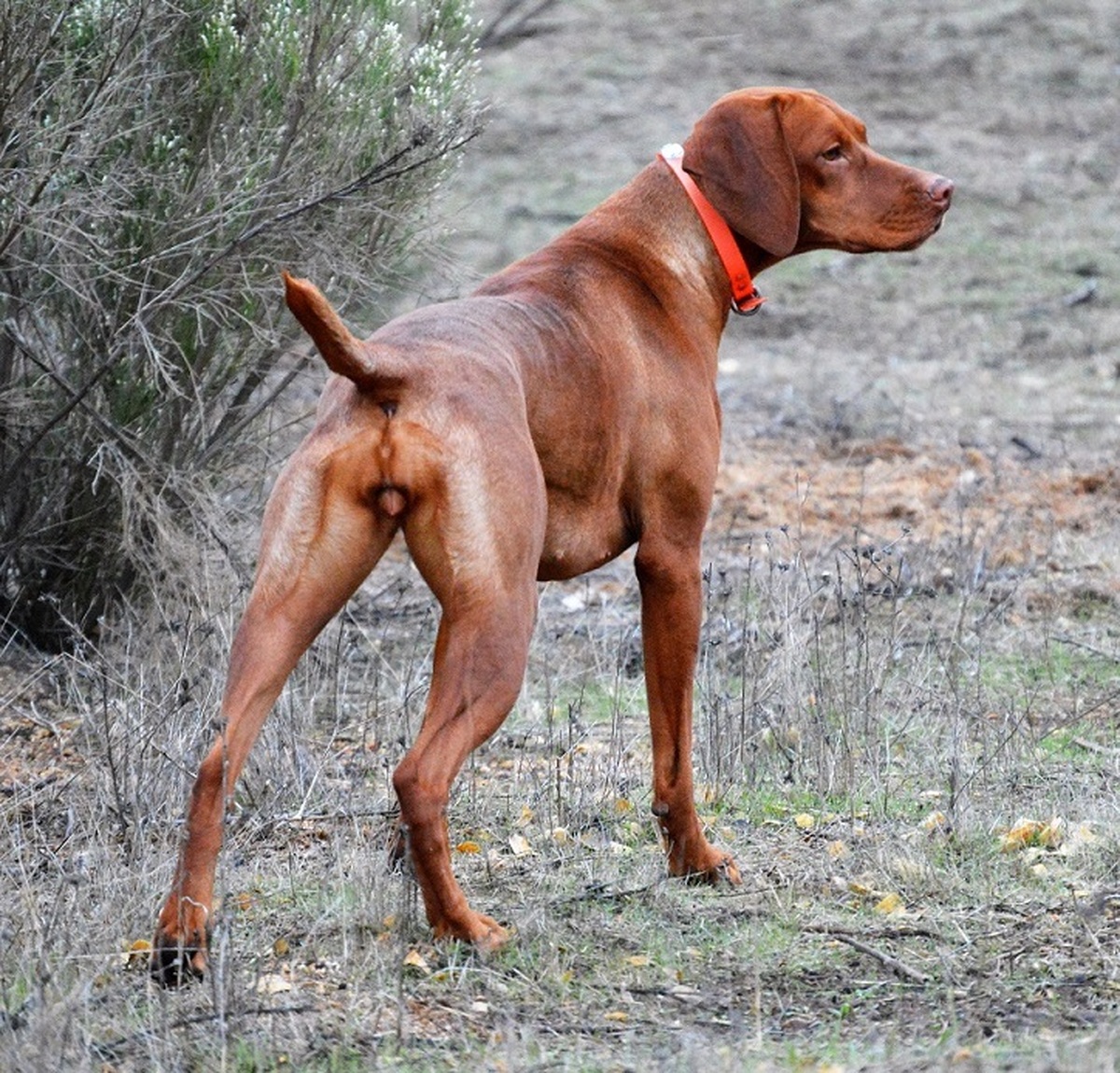 Reddog Ranch Cimarron Brea
