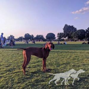 Fezentrun's Always Faithful