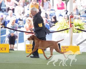 Linmar N Brazenrock Winston On the Woof