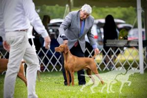 Linmar N Brazenrock Winston On the Woof