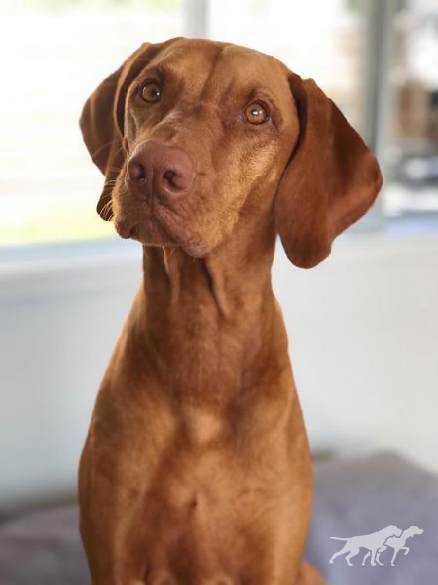 Vegas's Blessed Sunshine Rylo