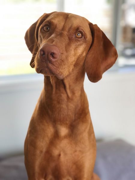 Vegas's Blessed Sunshine Rylo