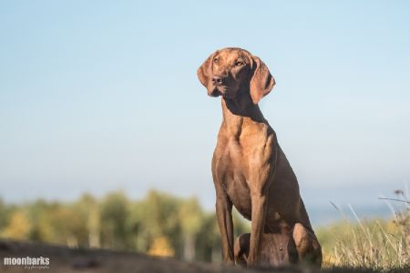 Boldog Kis Méhecske