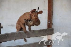 Mestervadász Csúcs