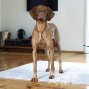 Bullacedale's Vizsla Figaro
