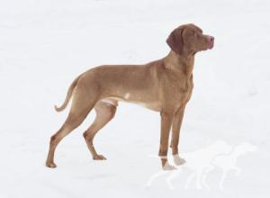 Bullacedale's Vizsla Figaro
