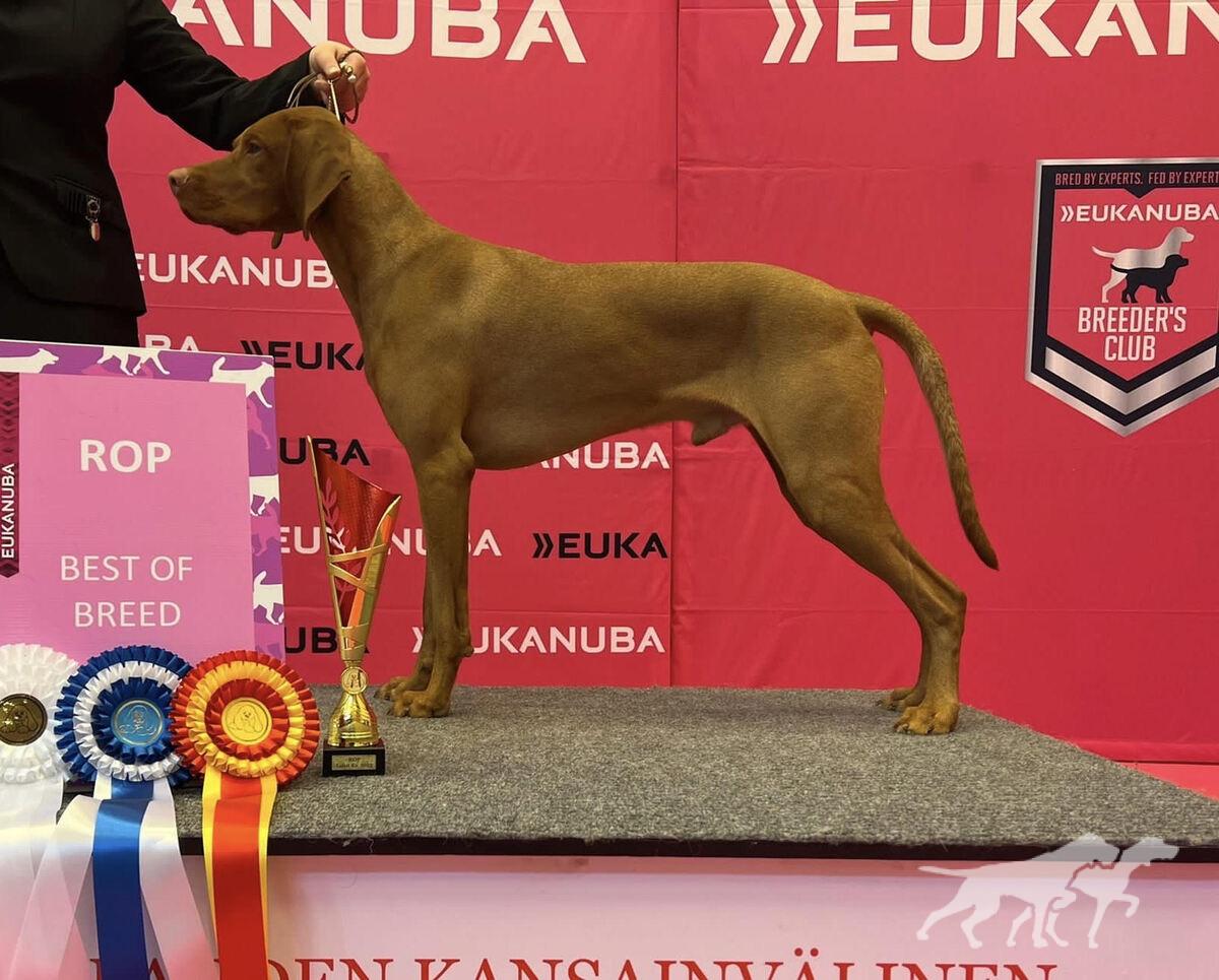 Bullacedale's Vizsla Figaro
