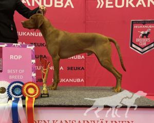Bullacedale's Vizsla Figaro