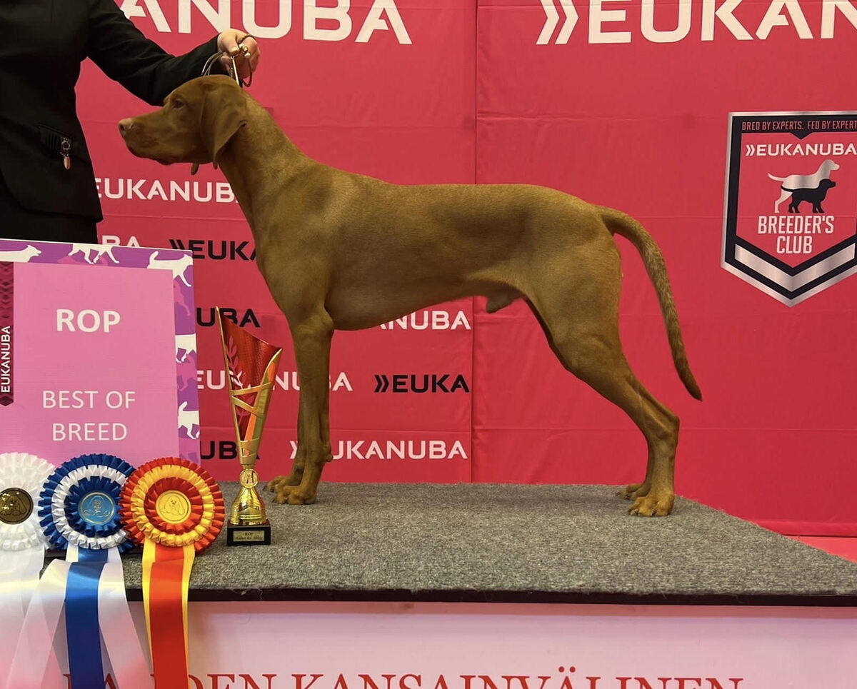 Bullacedale's Vizsla Figaro