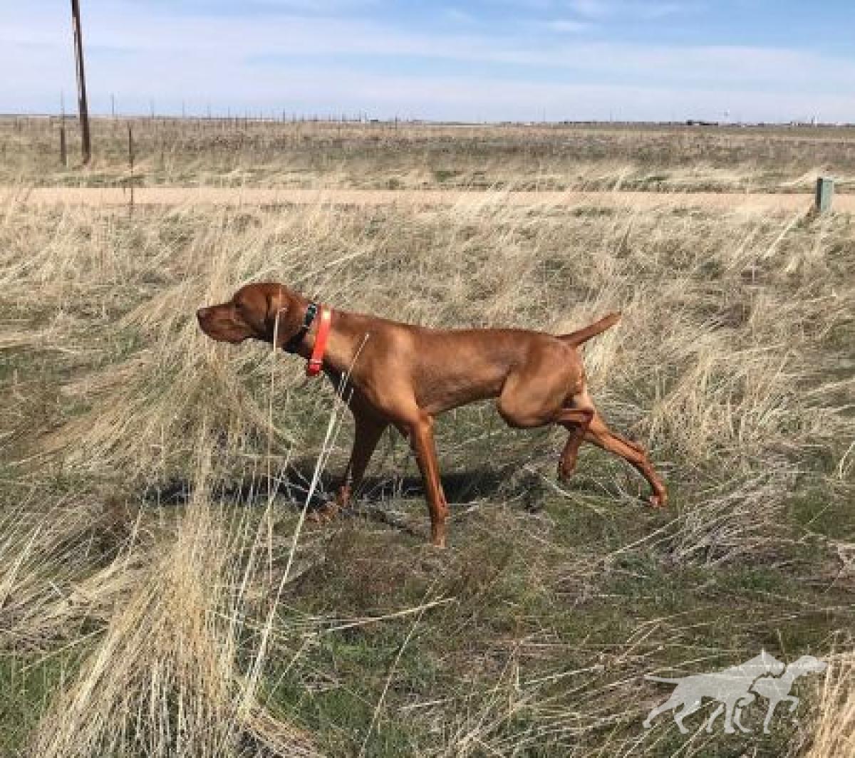 Boulder Upcountry Perfect Mile