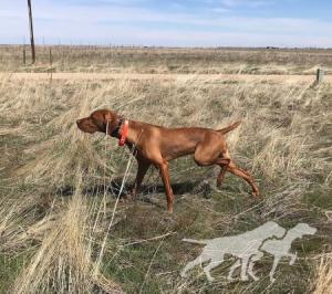 Boulder Upcountry Perfect Mile