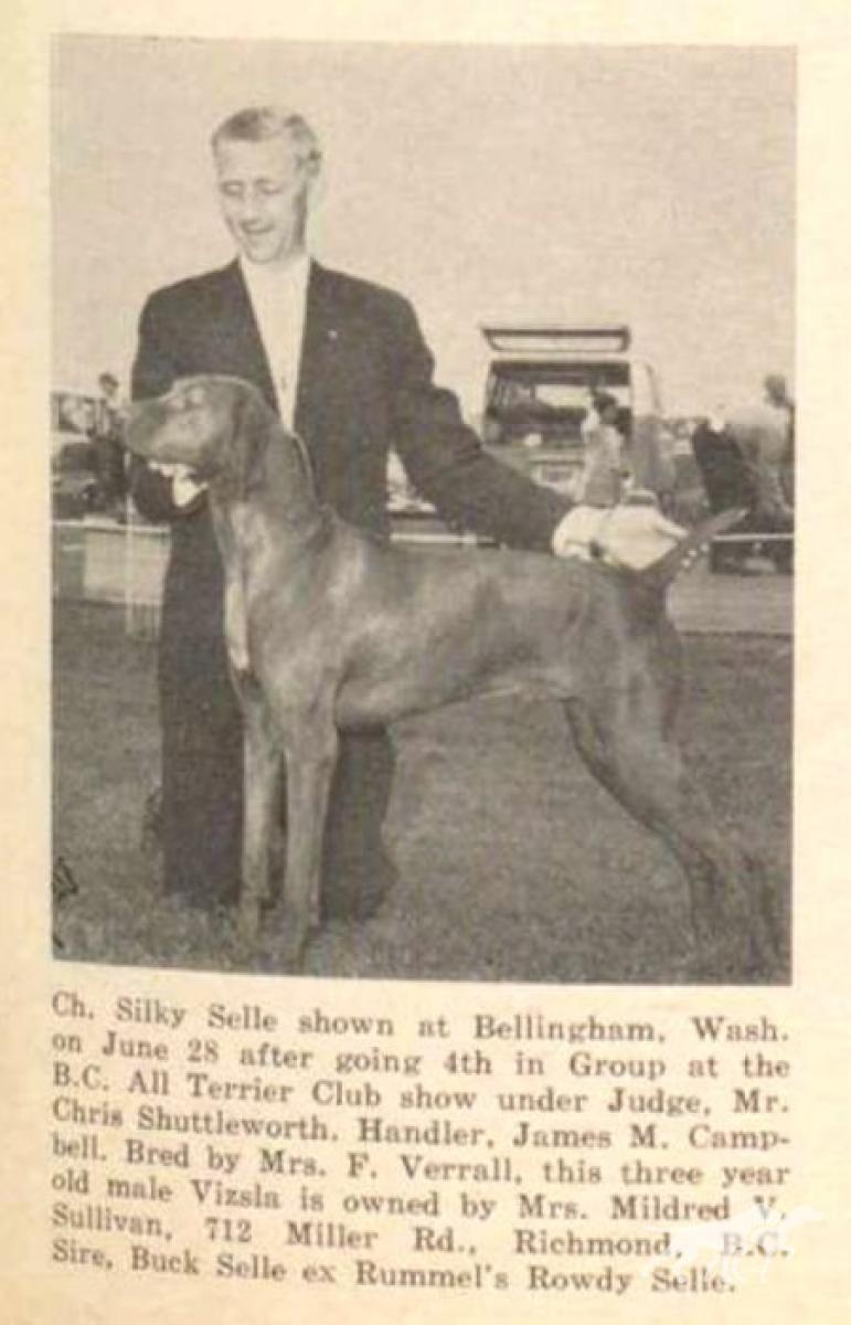 Silky Selle