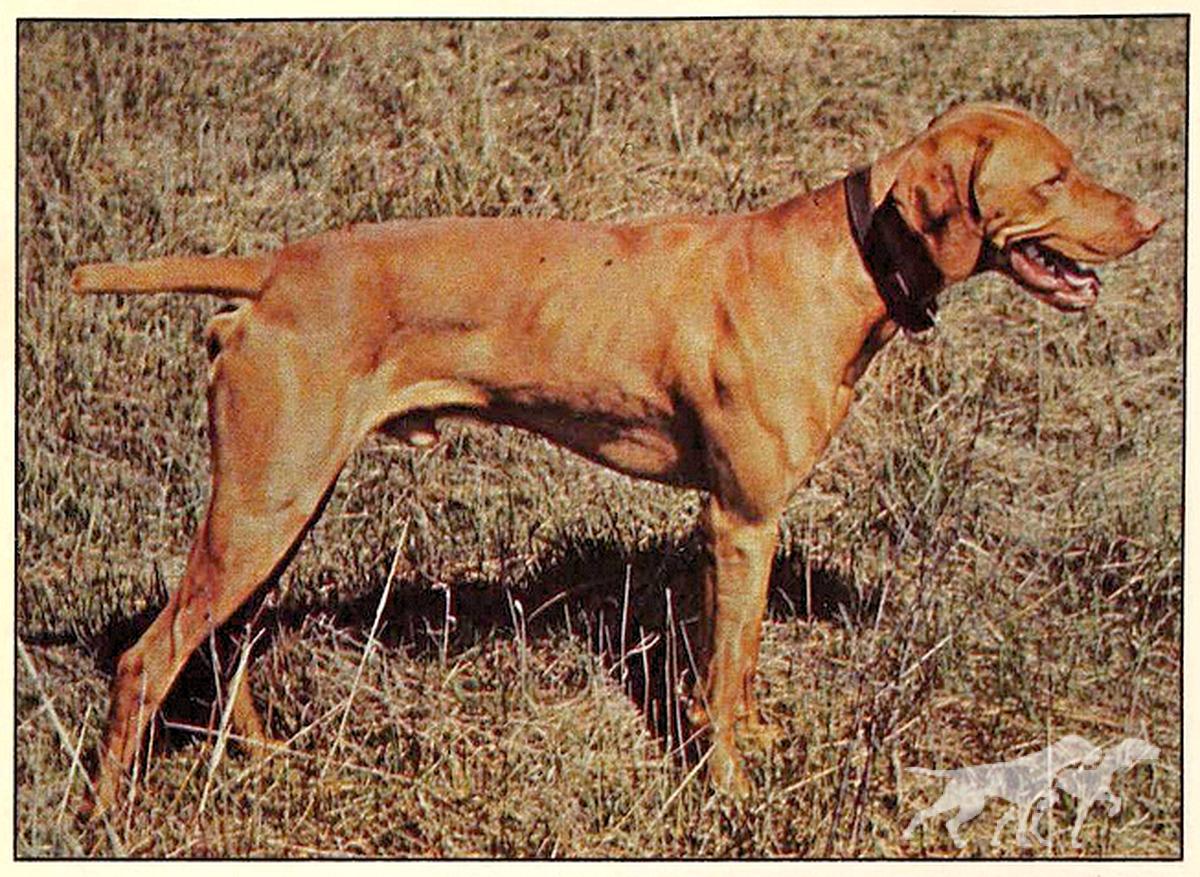 Janoras Pawlane Suntan