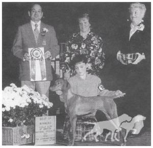 Dirigo Gambler's Windfall