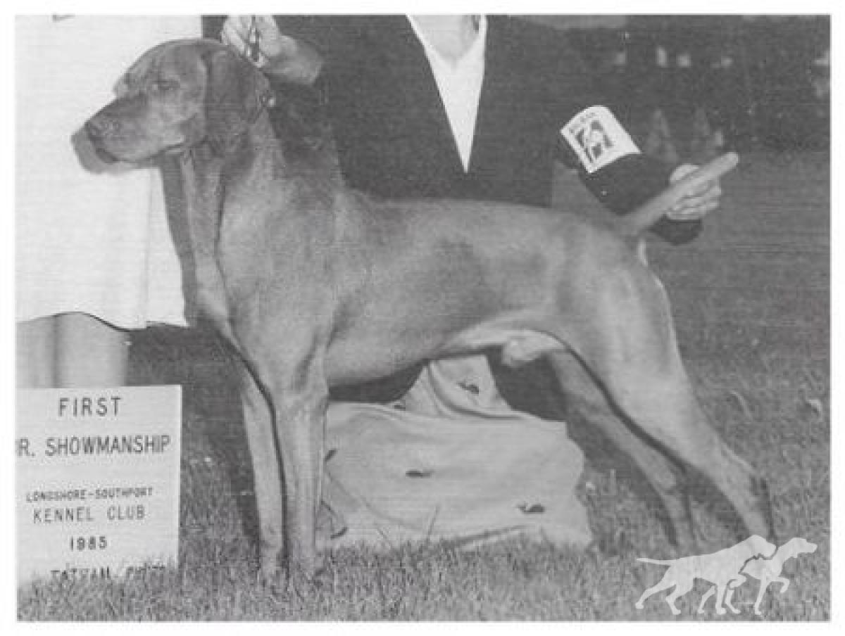Willo Runn's Bold Brigadier