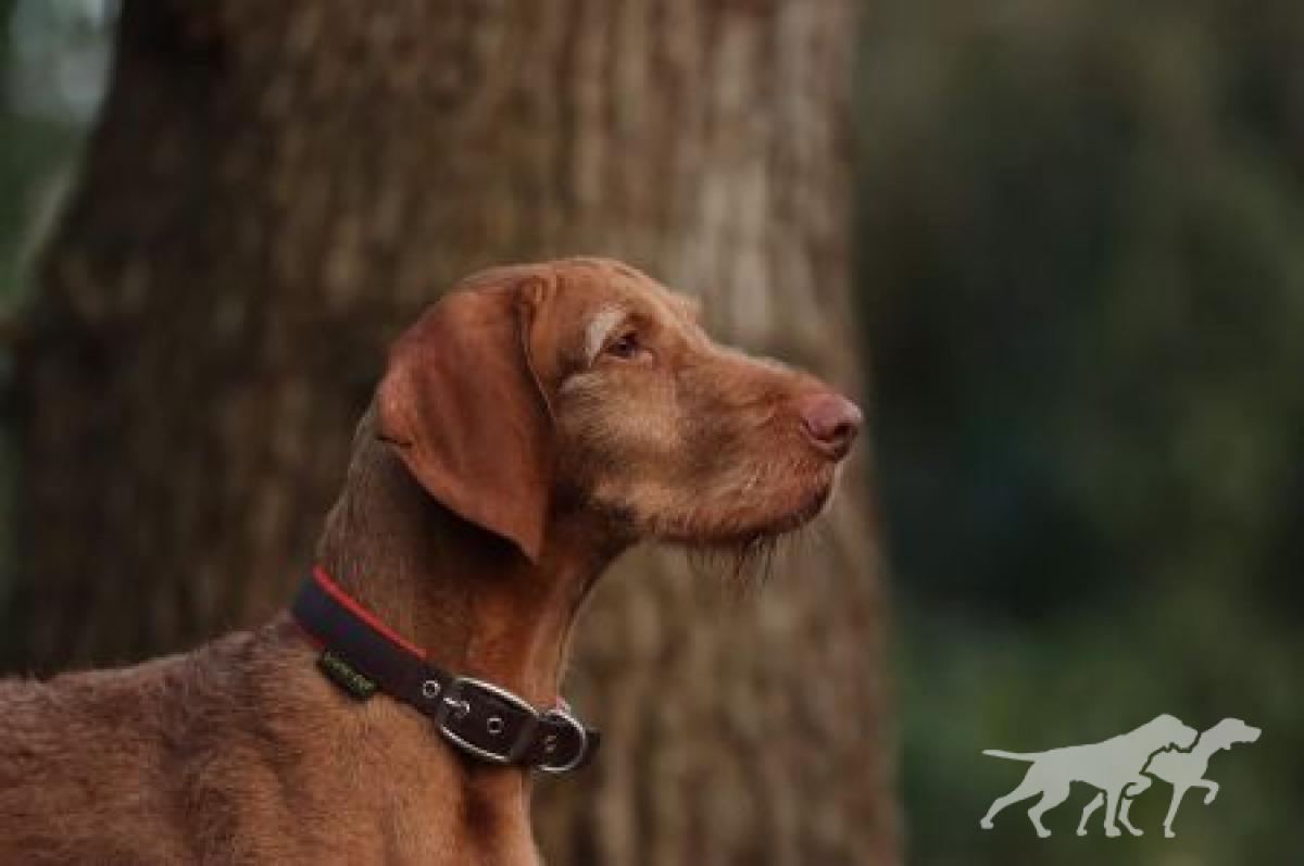 Nagy Barátja Vizsla Csepp