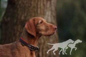 Nagy Barátja Vizsla Csepp