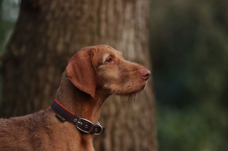 Nagy Barátja Vizsla Csepp