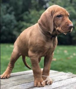 Nagy Barátja Vizsla Bianca
