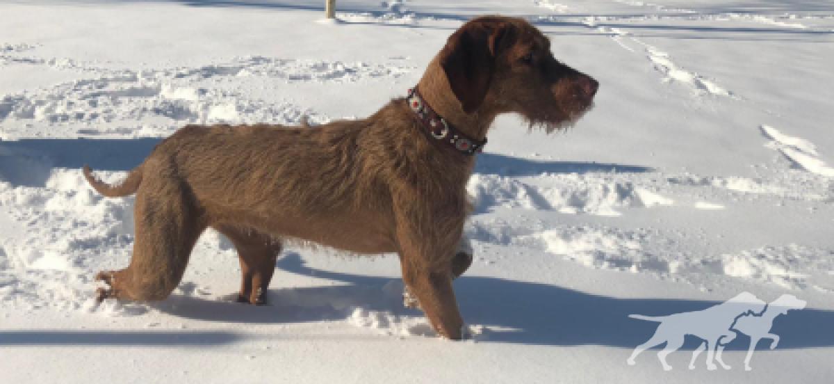 Nagy Barátja Vizsla Bianca