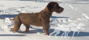 Nagy Barátja Vizsla Bianca