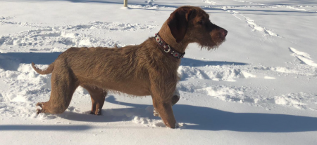 Nagy Barátja Vizsla Bianca