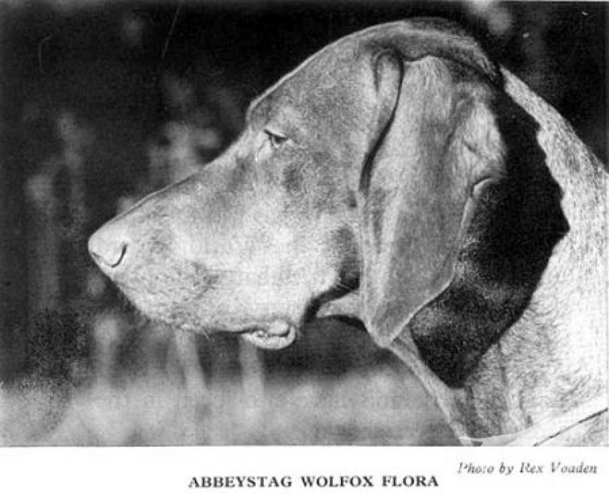 Abbeystag Wolfox Flora
