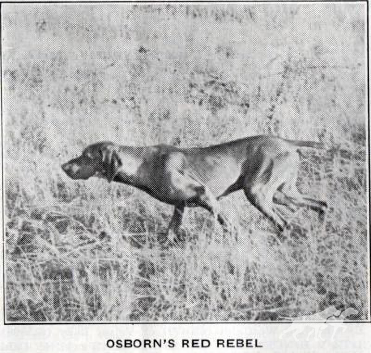 Osborn's Red Rebel