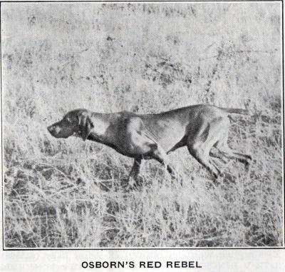Osborn's Red Rebel