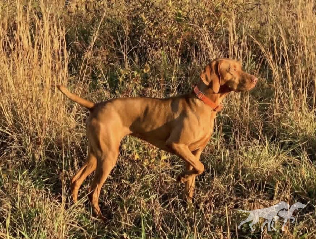 Sjv Teegan Quail Killer