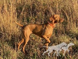 Sjv Teegan Quail Killer