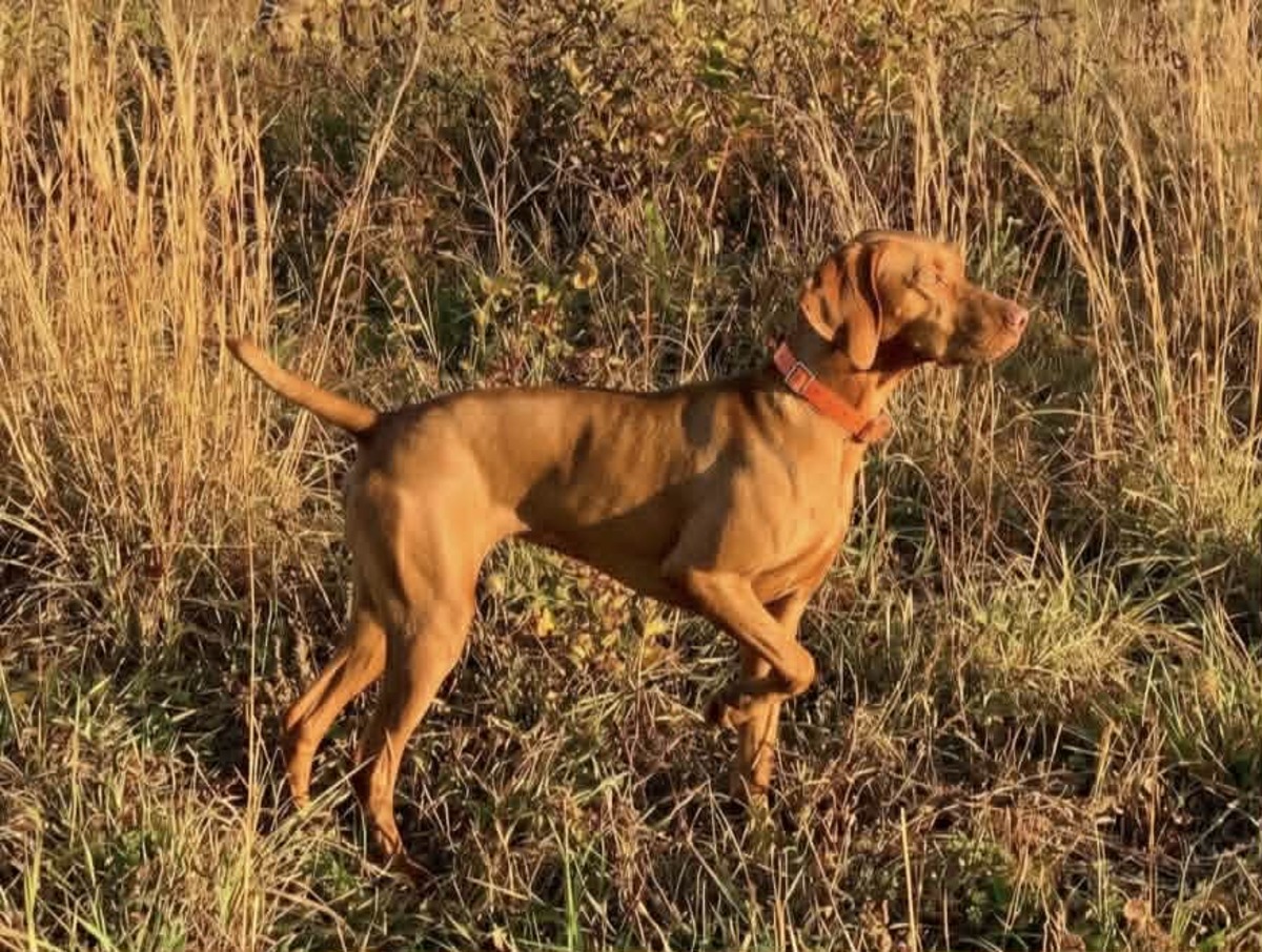 Sjv Teegan Quail Killer