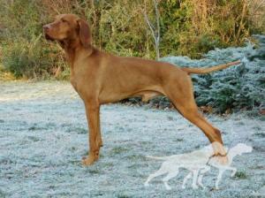 French Tango Viva La Vizsla