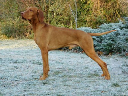French Tango Viva La Vizsla