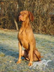 French Tango Viva La Vizsla