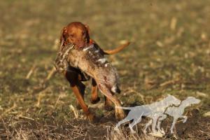 French Tango Viva La Vizsla