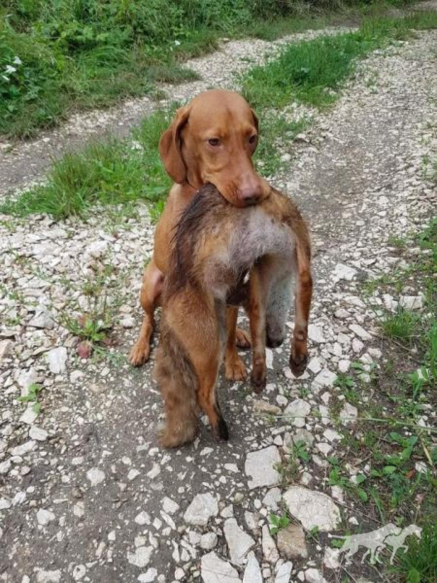 Csövárberki Dacos