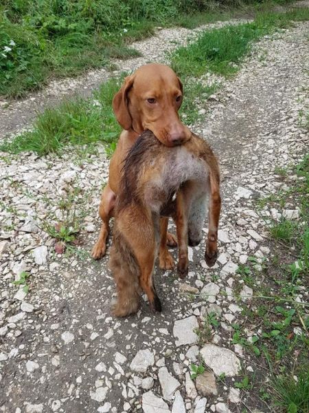 Csövárberki Dacos