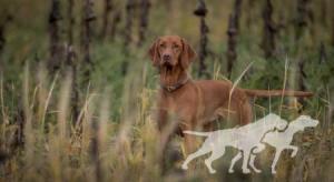 Dorea Passion de l'or fauve