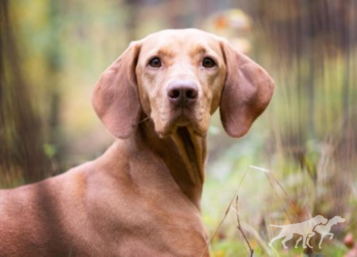 Barisha-Bessi von der Bodenteicher Heide