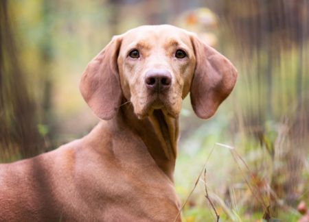 Barisha-Bessi von der Bodenteicher Heide