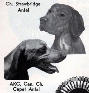 Strawbridge Antal