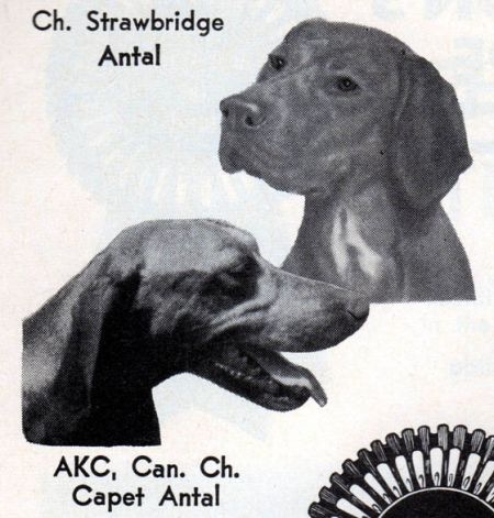 Strawbridge Antal