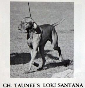 Taunee's Loki Santana