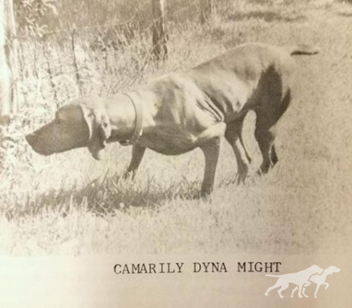 Camarily Dyna Might
