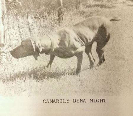Camarily Dyna Might