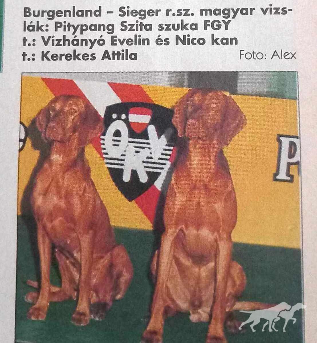 Pitypang Szita