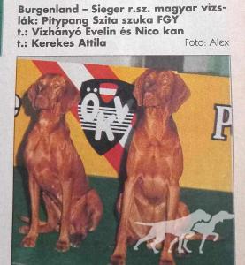 Pitypang Szita